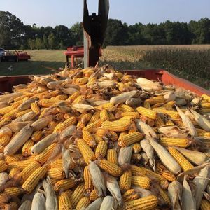 Meet your Posher, Duke